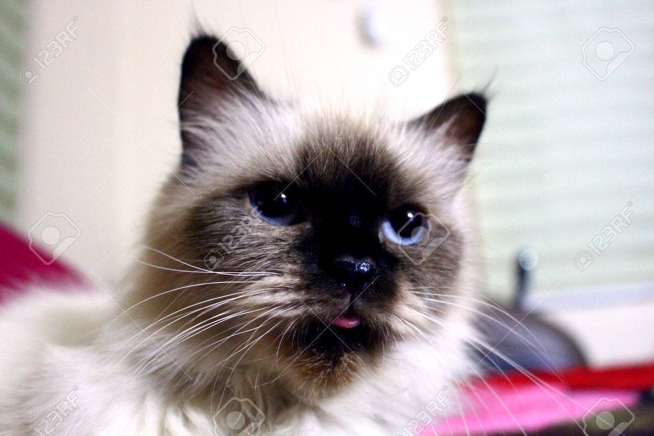 himalayan female cat