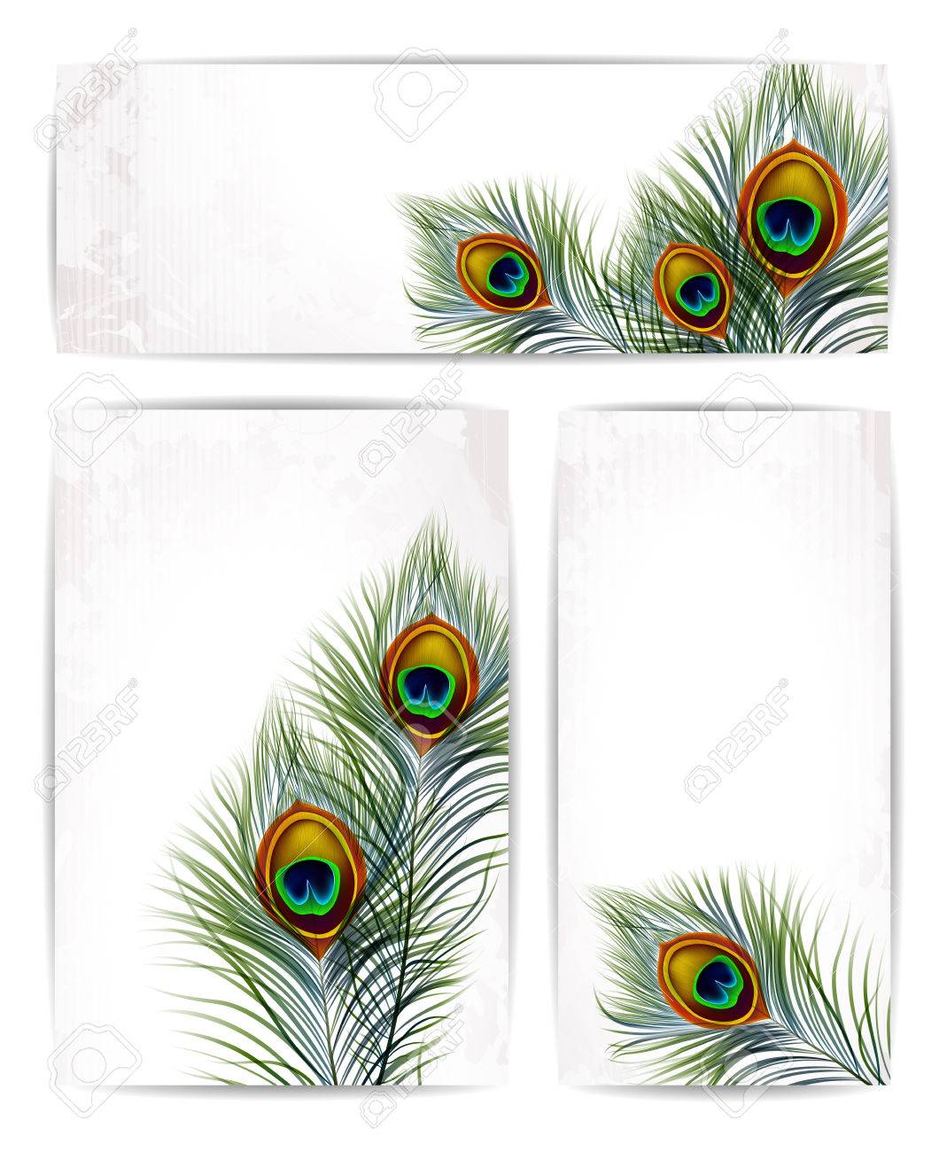 Set of vector peacock feathers with space for text. EPS 10 - 40823900 Set of vector peacock feathers with space for text. EPS 10 - 40823900