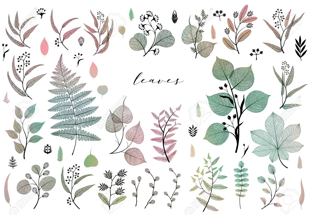 Branches and leaves, fall, spring, summer. Vintage botanical illustration, floral elements in colorful - 109979422 Branches and leaves, fall, spring, summer. Vintage botanical illustration, floral elements in colorful - 109979422