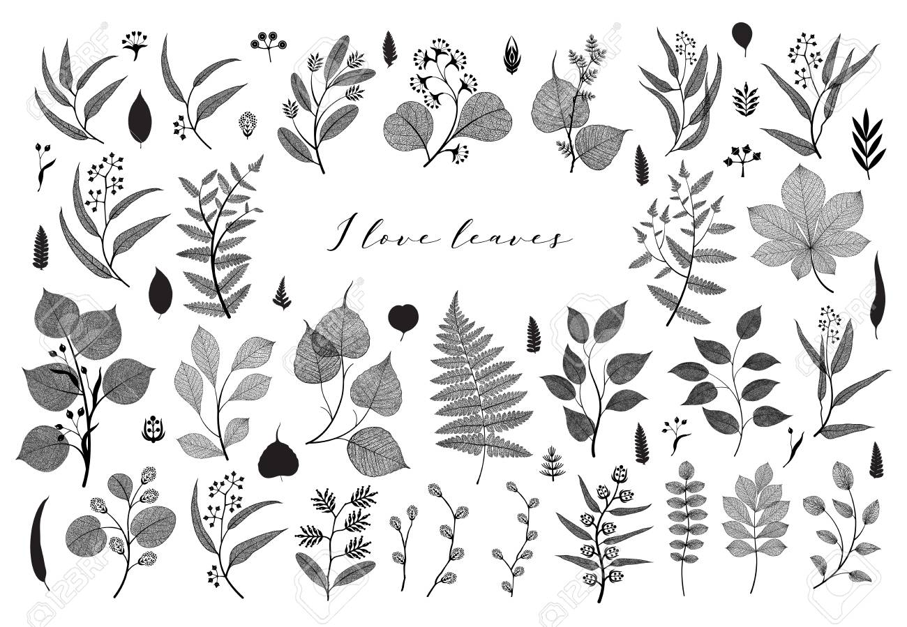 Big set of branches and leaves, fall, spring, summer. Vintage botanical illustration, floral elements in black design on white background - 109979425 Big set of branches and leaves, fall, spring, summer. Vintage botanical illustration, floral elements in black design on white background - 109979425