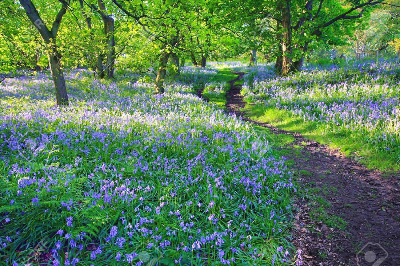 Bluebells Forest In Springtime Scotland Uk Stock Photo Picture And Royalty Free Image Image Bluebells Forest In Springtime Scotland Uk Stock Photo Picture And Royalty Free Image Image
