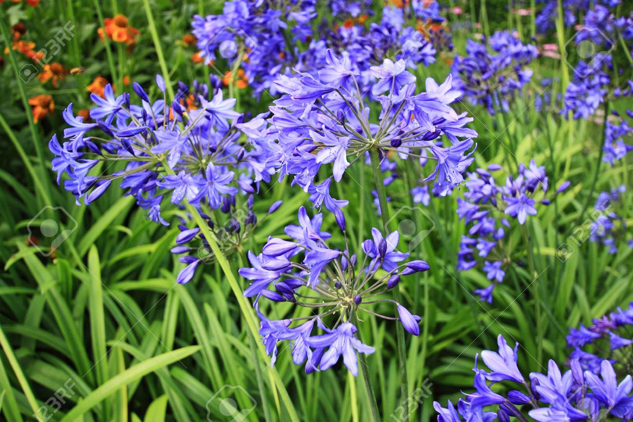 Bella Alium Blu Prato Di Fiori Da Giardino, Estate Foto Royalty Free ... Bella Alium Blu Prato Di Fiori Da Giardino, Estate Foto Royalty Free ...