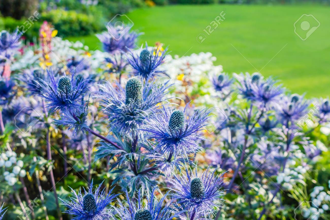 エリンジウム Oliverianum 海ヒイラギの花 青い植物は庭のクローズ アップ の写真素材 画像素材 Image