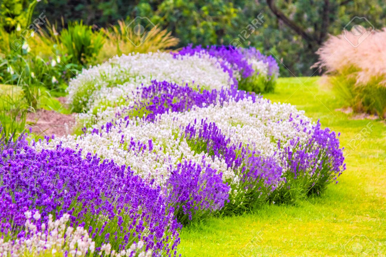 Beautiful Garden With Lavender Flowers In Purple And White Stock Photo,  Picture and Royalty Free Image. Image 98002588., image size:1300x866