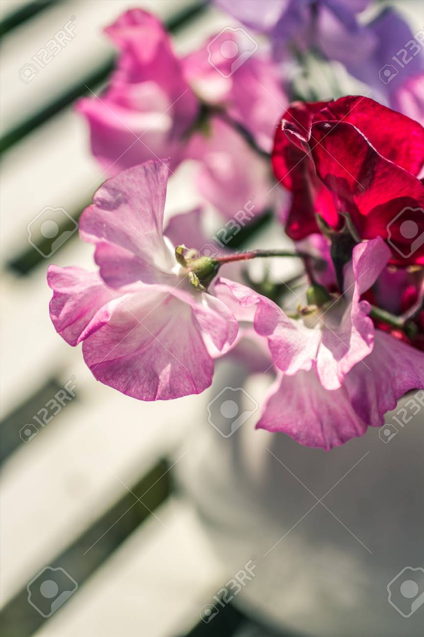 Sweet Pea Flowers In A Vase Beautiful Still Life Stock Photo