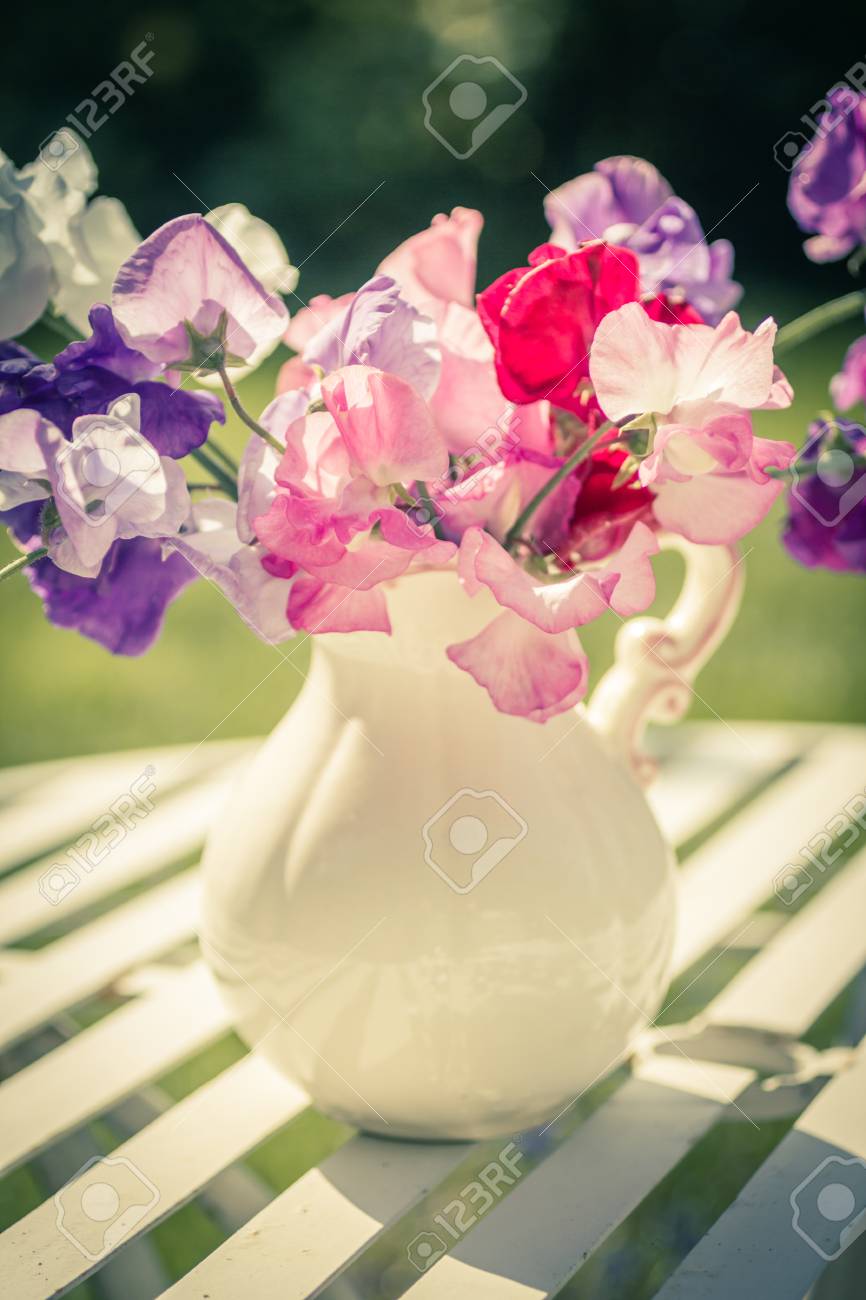 Sweet Pea Flowers In A Vase Beautiful Still Life Stock Photo