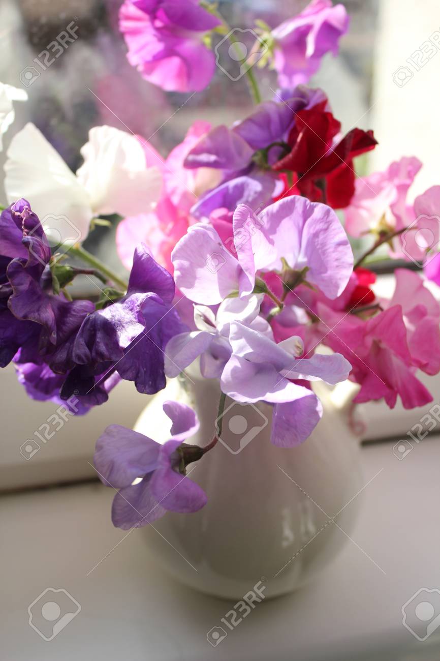 Sweet Pea Flowers In A Vase Beautiful Still Life Stock Photo