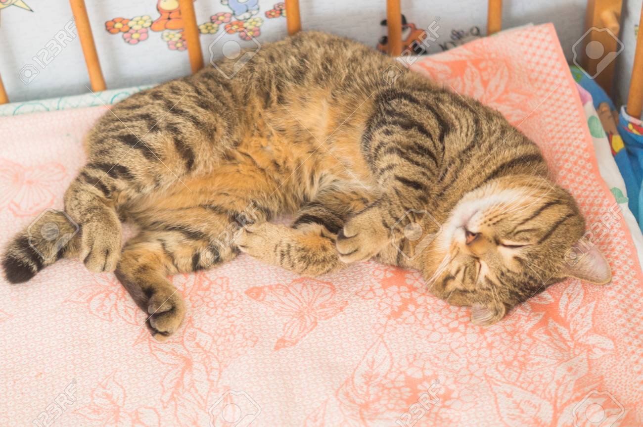 Chat Tigre Gris Dans Un Lit Bebe Banque D Images Et Photos Libres De Droits Image