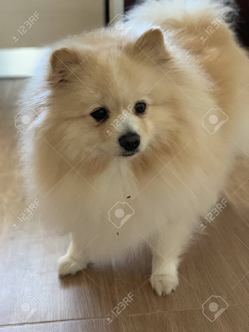 pretty pomeranian