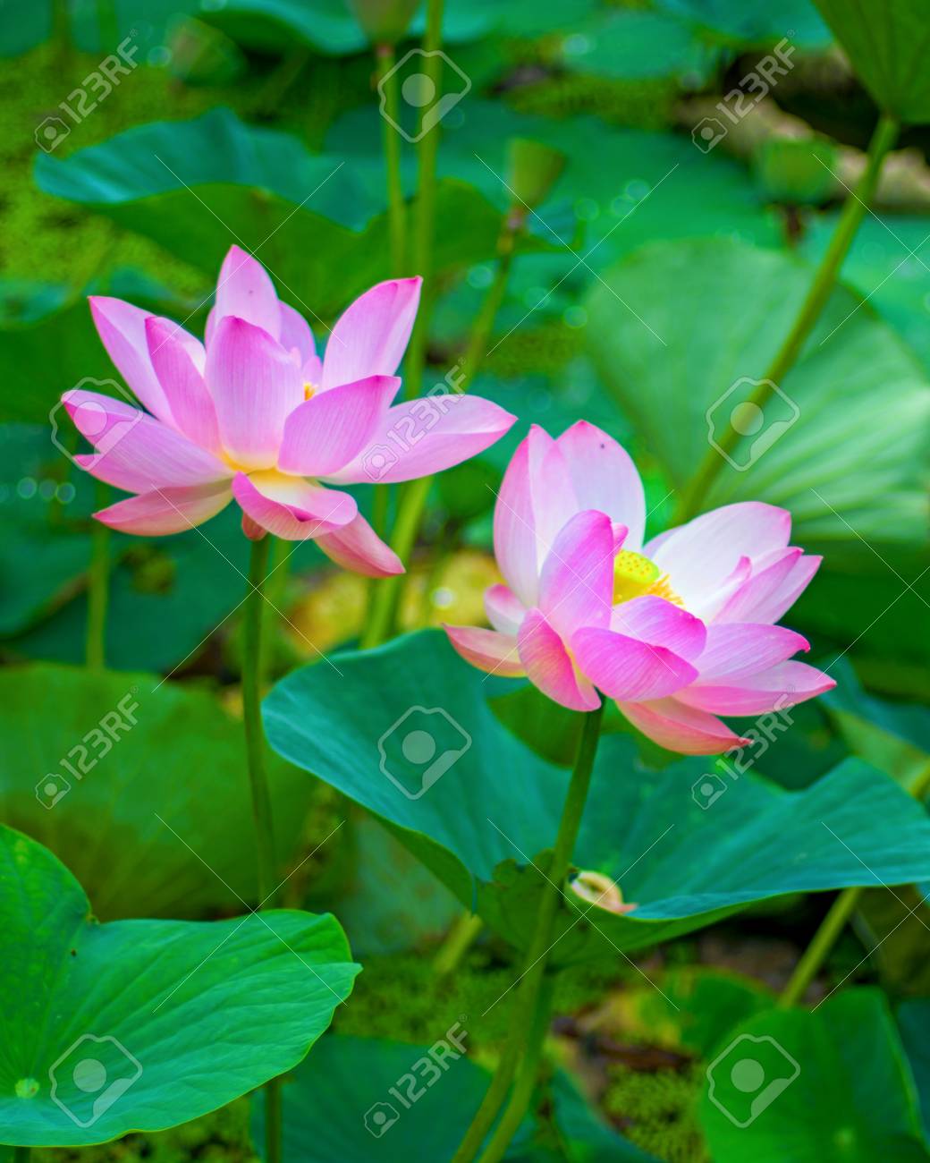 large lotus flowers bright pink buds of lotus flower floating