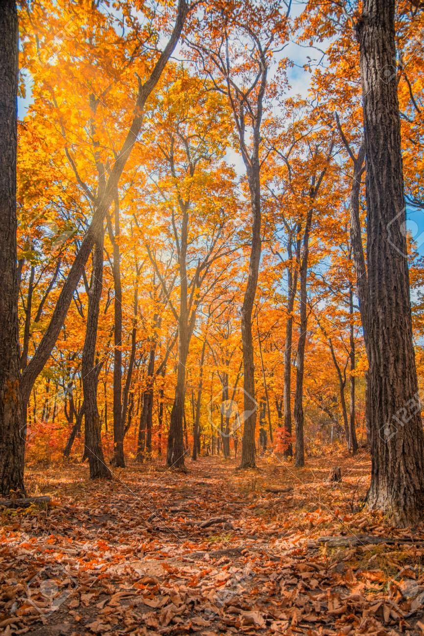 Immagini Stock Bosco D Autunno Tutto Il Fogliame E Dipinto Con Colore Dorato Nel Mezzo Della Strada Forestale Giorno Soleggiato Image 89938419