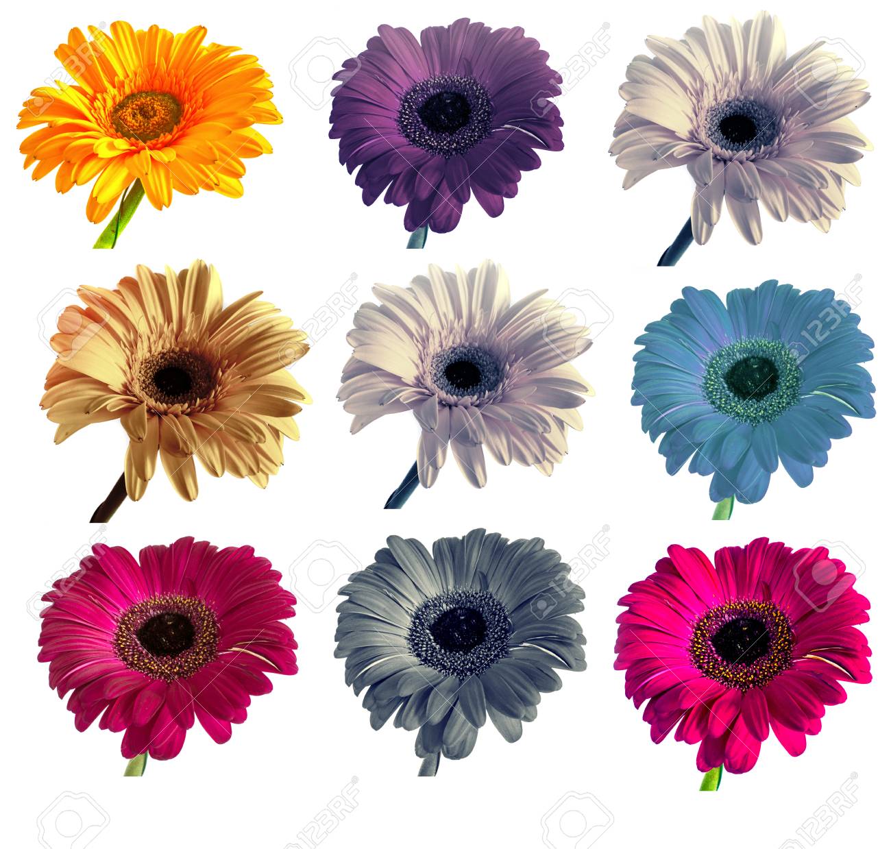 Lots Of Big Beautiful Flowers Gerbera With No Background Gerber On Isolated Background Set Of Colors Isolate Stock Photo Picture And Royalty Free Image Image