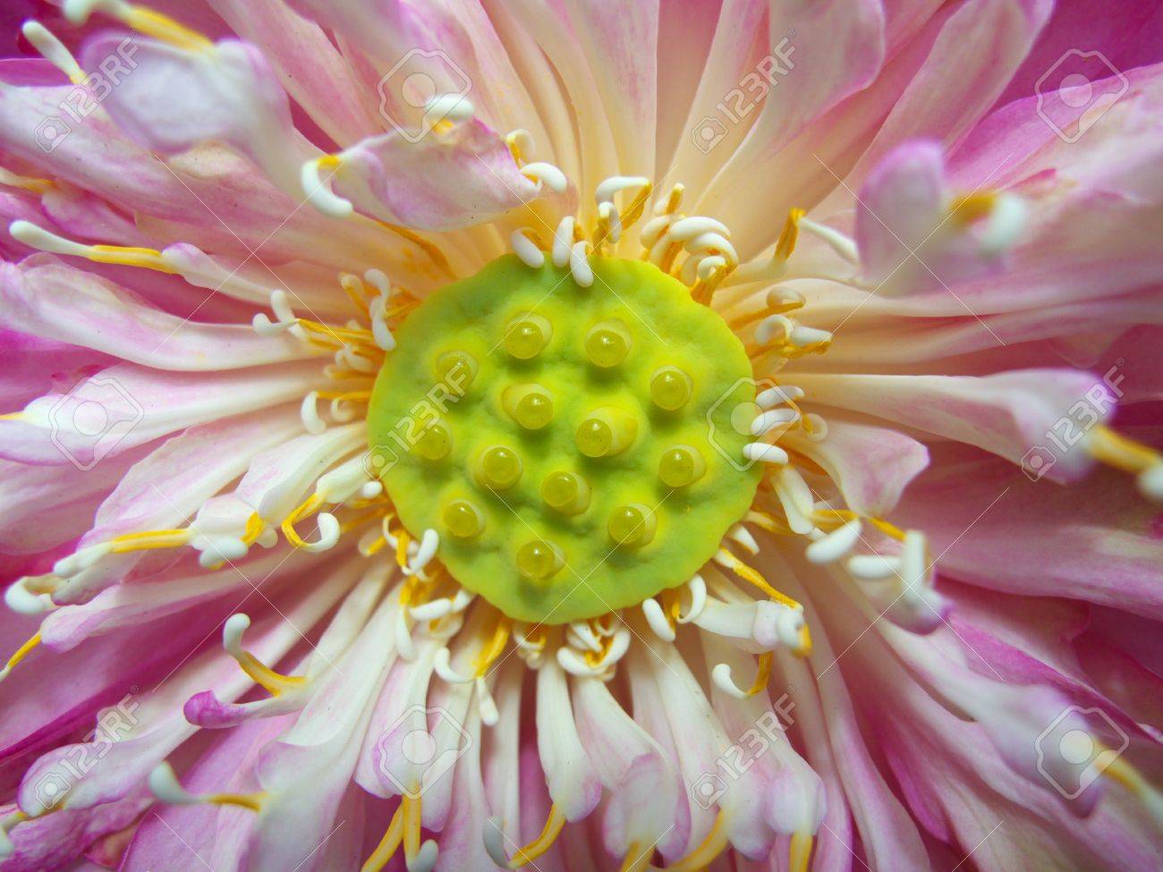 Fleur De Lotus Rose Et Le Vert à Lintérieur De La Fleur