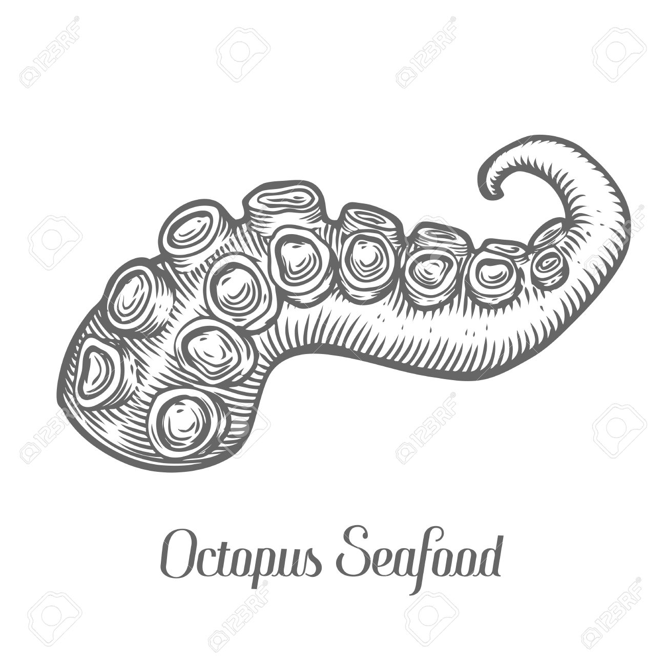 Octopus Tentakel Meeresfrüchte Meerestier Skizze Vektor-Illustration.  Octopus Part Hand Graviert Ätzen Tinte Cartoon Illustration Gezeichnet.  Marine-Essen. Gesunde Meeresfrüchte. Bio-Produkt. Schwarz Auf Weißem  Hintergrund Lizenzfrei Nutzbare ...