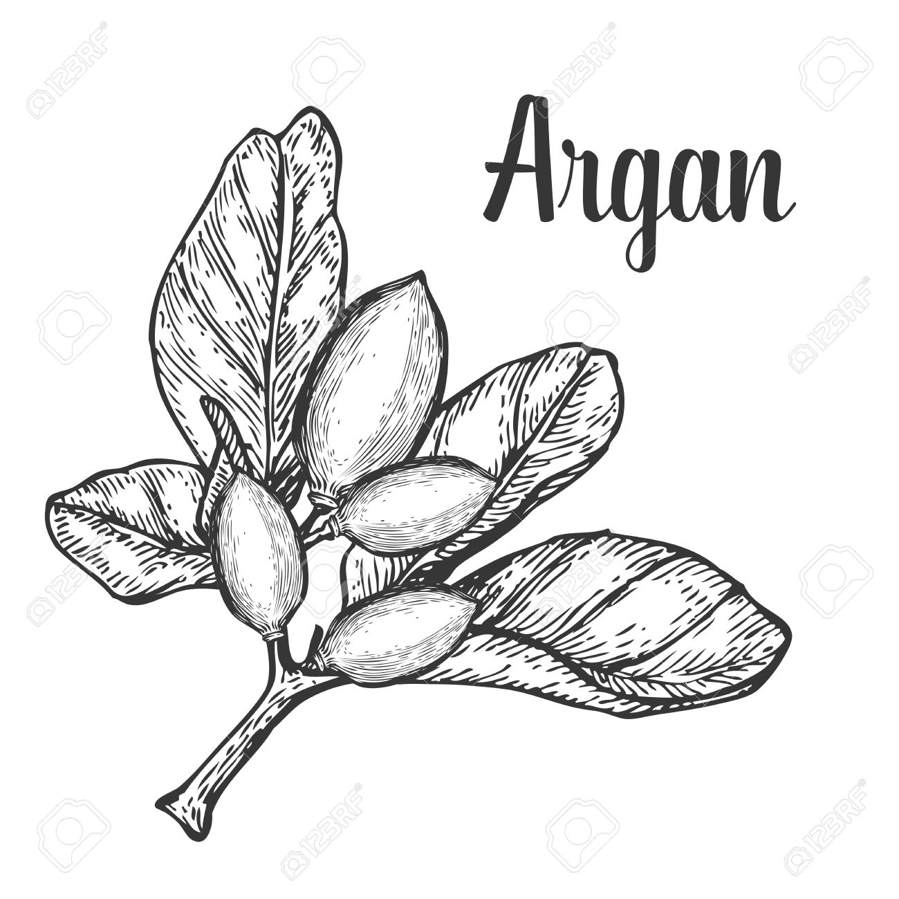 Argan-Nussöl, Obst, Beere, Blatt, Zweig, Pflanze. Hand Graviert Vektor Skizze  Ätzen Illustration Gezeichnet. Zutaten Für Haar- Und Körperpflege-Creme,  Lotion, Behandlung, Feuchtigkeit. Schwarz Auf Weißem Hintergrund Lizenzfrei  Nutzbare Vektorgrafiken ...