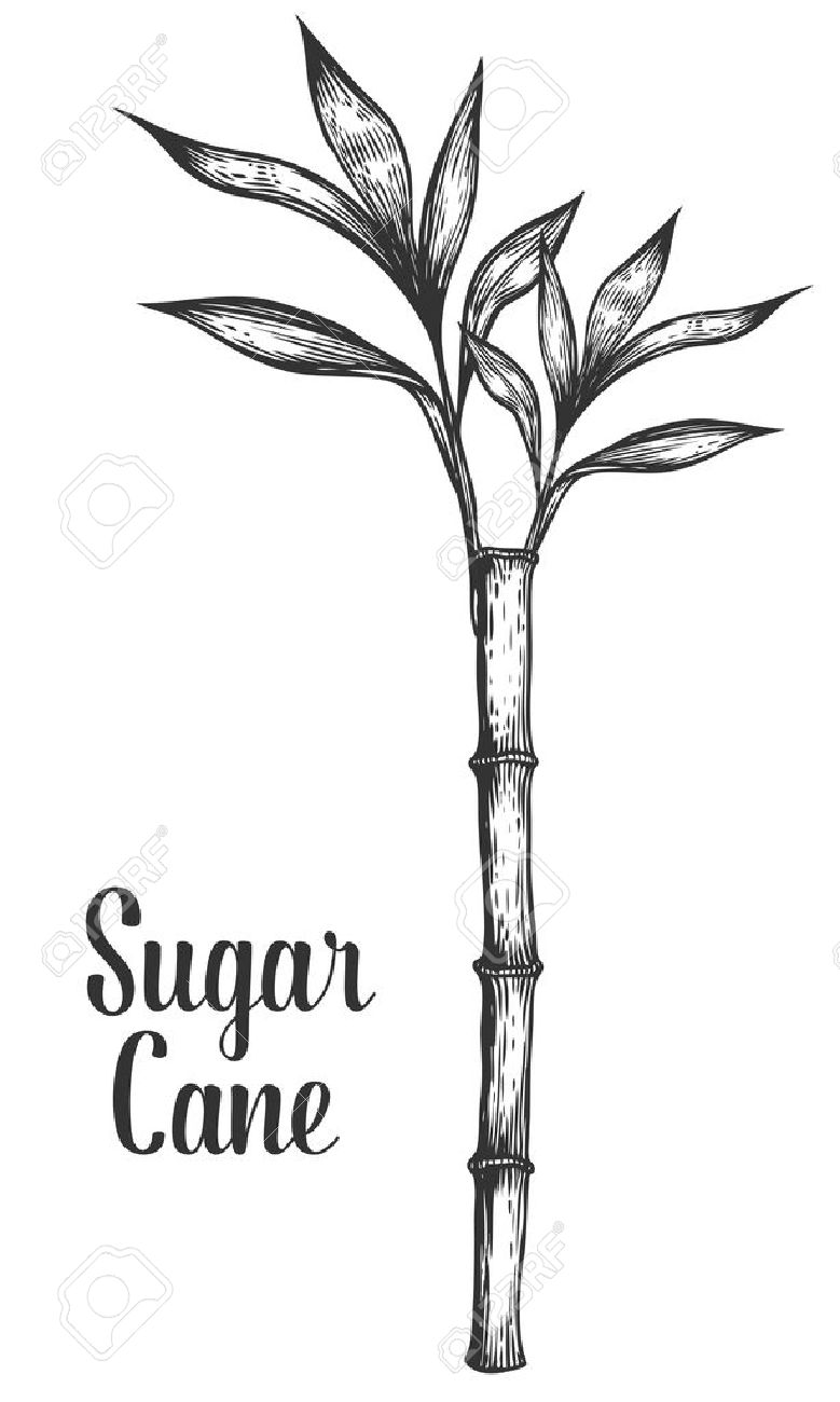 Sugar Cane Stem Branch And Leaf Vector Hand Drawn Illustration. Sugarcane  Black On White Background. Engraving Style. Royalty Free SVG, Cliparts,  Vectors, and Stock Illustration. Image 57600014., image size:779x1300