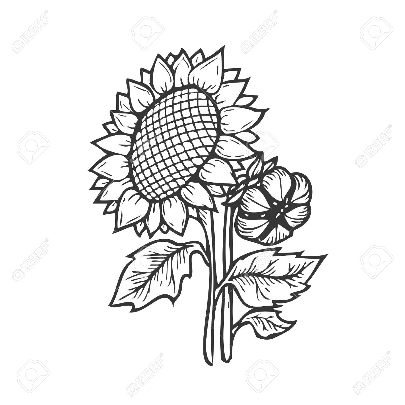 Sunflower Engraving. Vector Hand Drawn Sunflowers Illustration ... for Clipart Sunflower Black And White
181obs Sunflower Engraving. Vector Hand Drawn Sunflowers Illustration ... for Clipart Sunflower Black And White
181obs