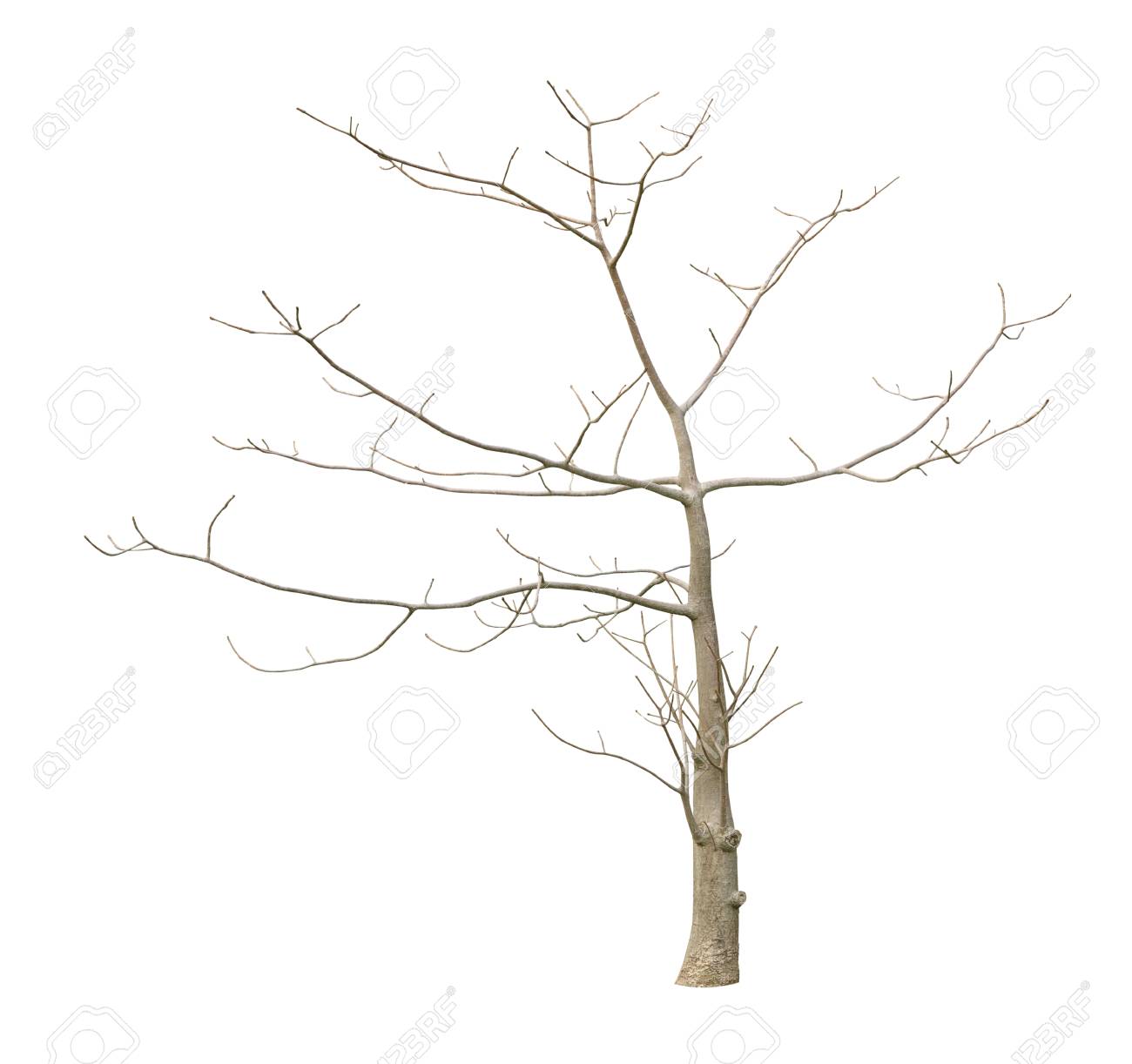 Arbre Sans Feuilles Avec Chemin De Detourage Isole Sur Fond Blanc Banque D Images Et Photos Libres De Droits Image Arbre Sans Feuilles Avec Chemin De Detourage Isole Sur Fond Blanc Banque D Images Et Photos Libres De Droits Image