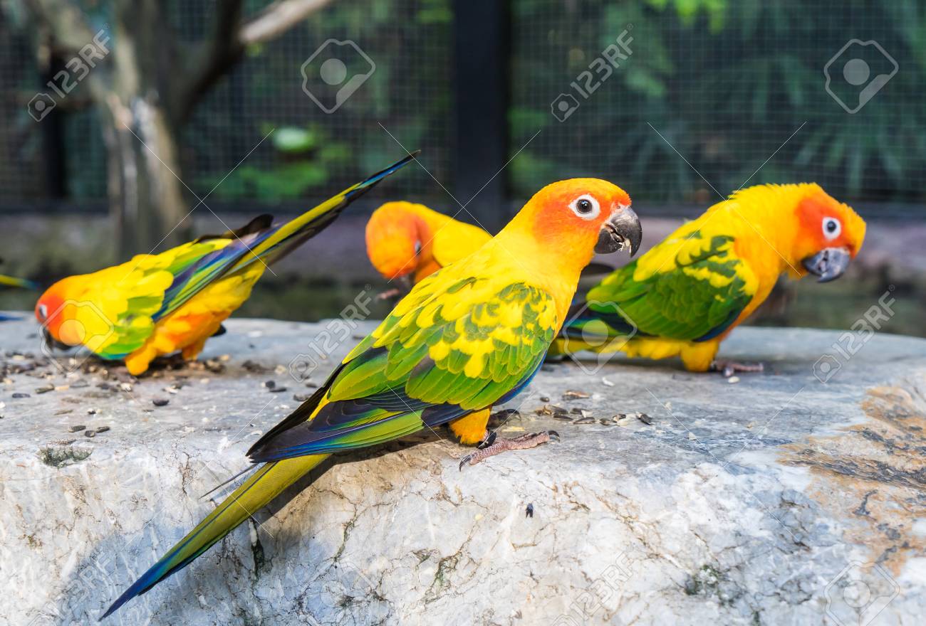 Group Of Colorful Mini Parrot Eating On 