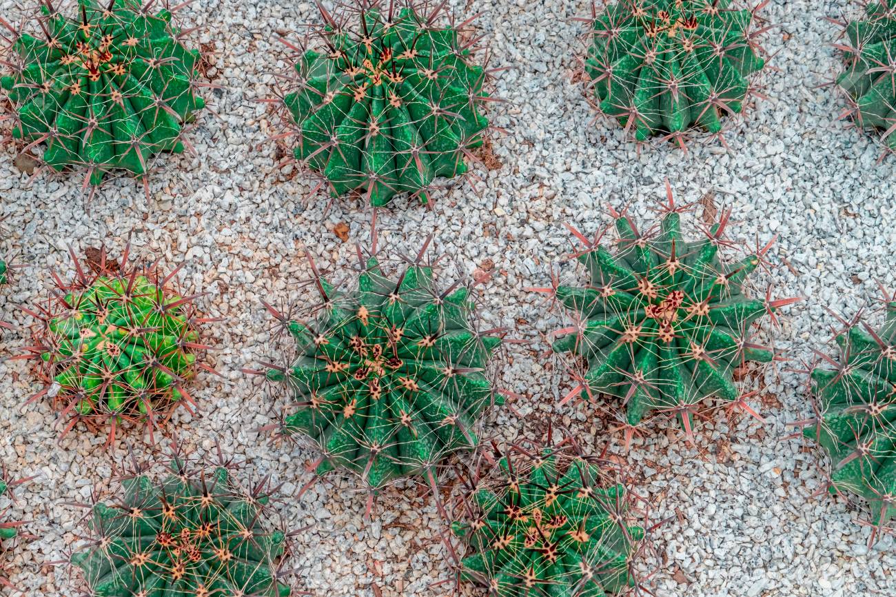 Green Cactus Top View On Rock Garden