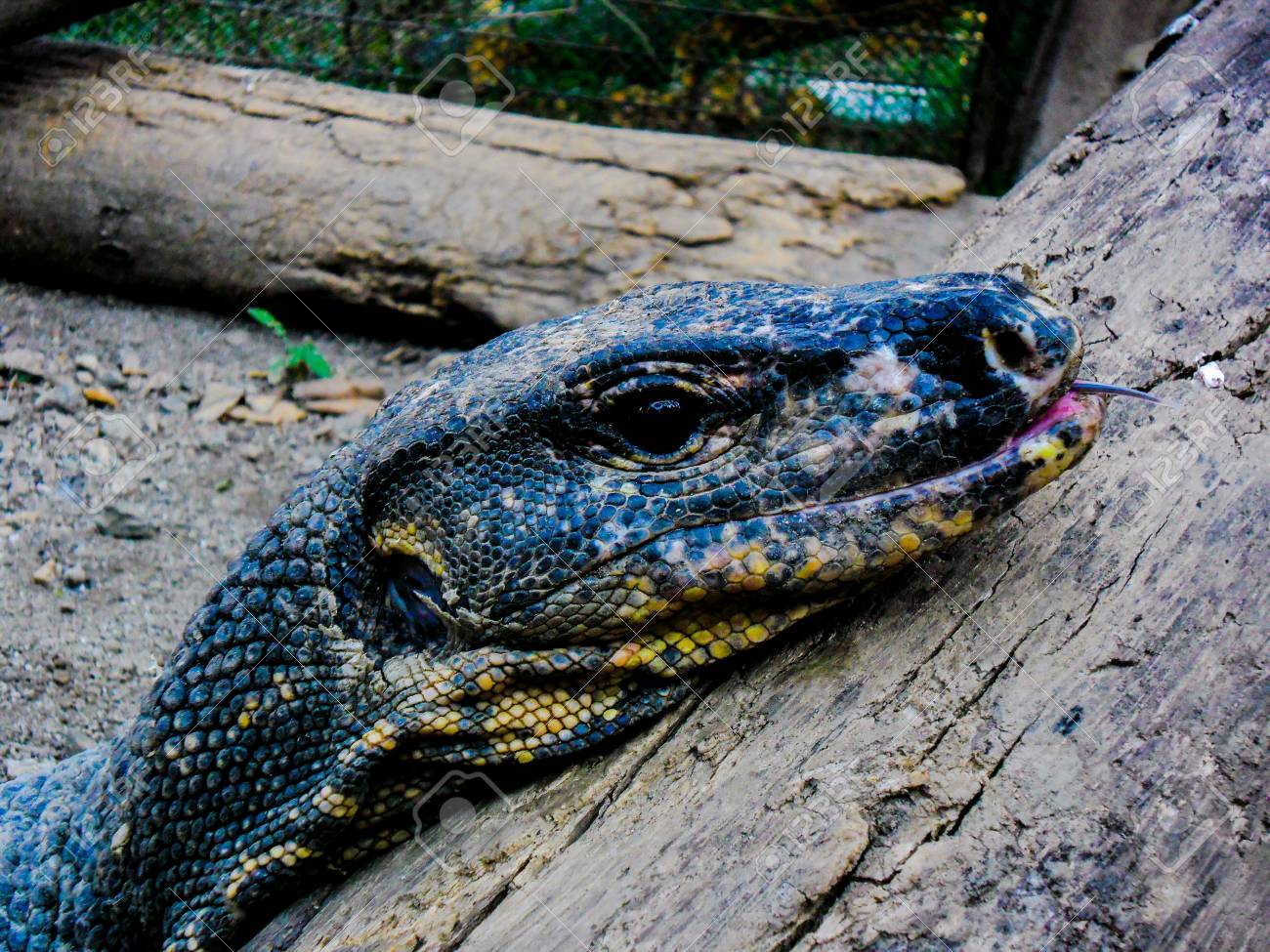 etiam-dictum-ipsum-a-felis