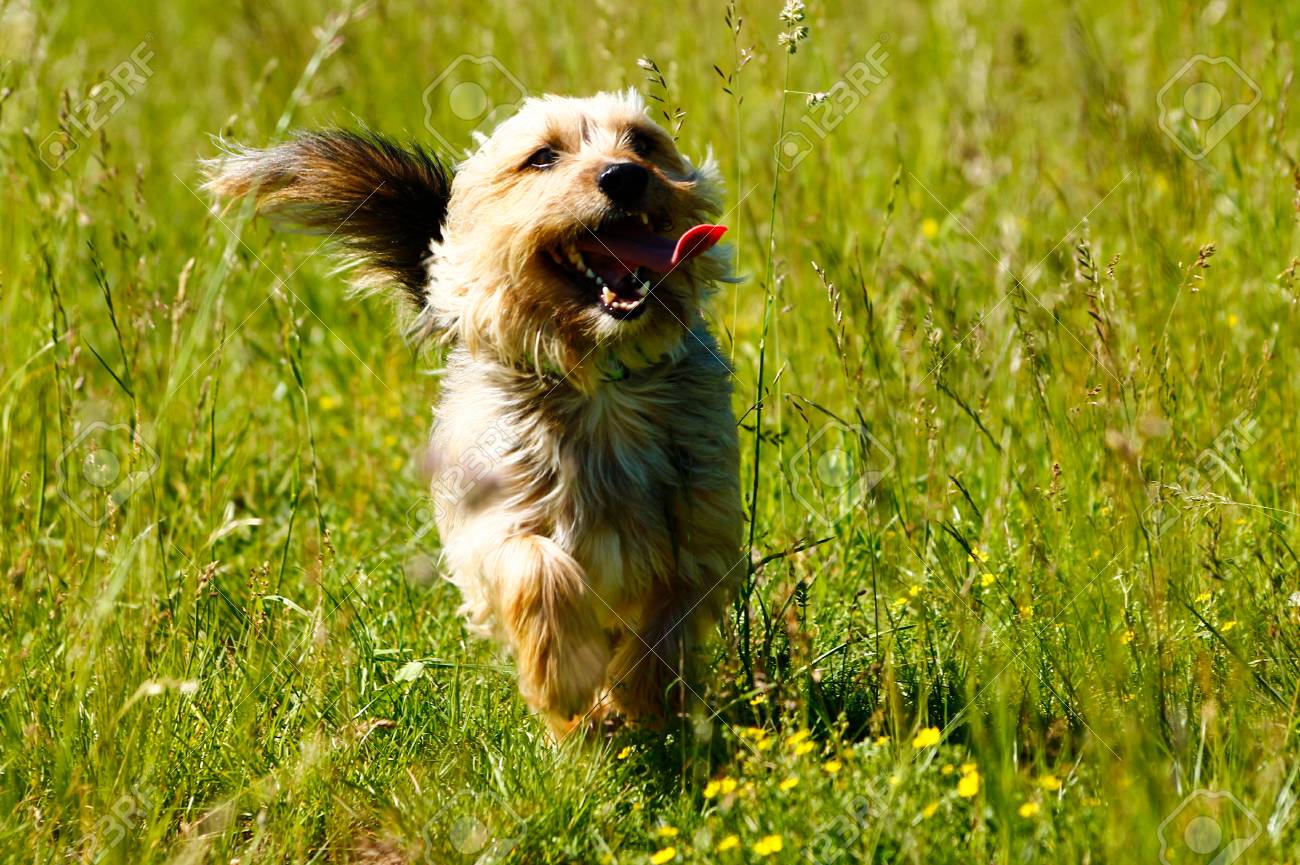 Glucklicher Hund Freiheit Lizenzfreie Fotos Bilder Und Stock Fotografie Image 90223510