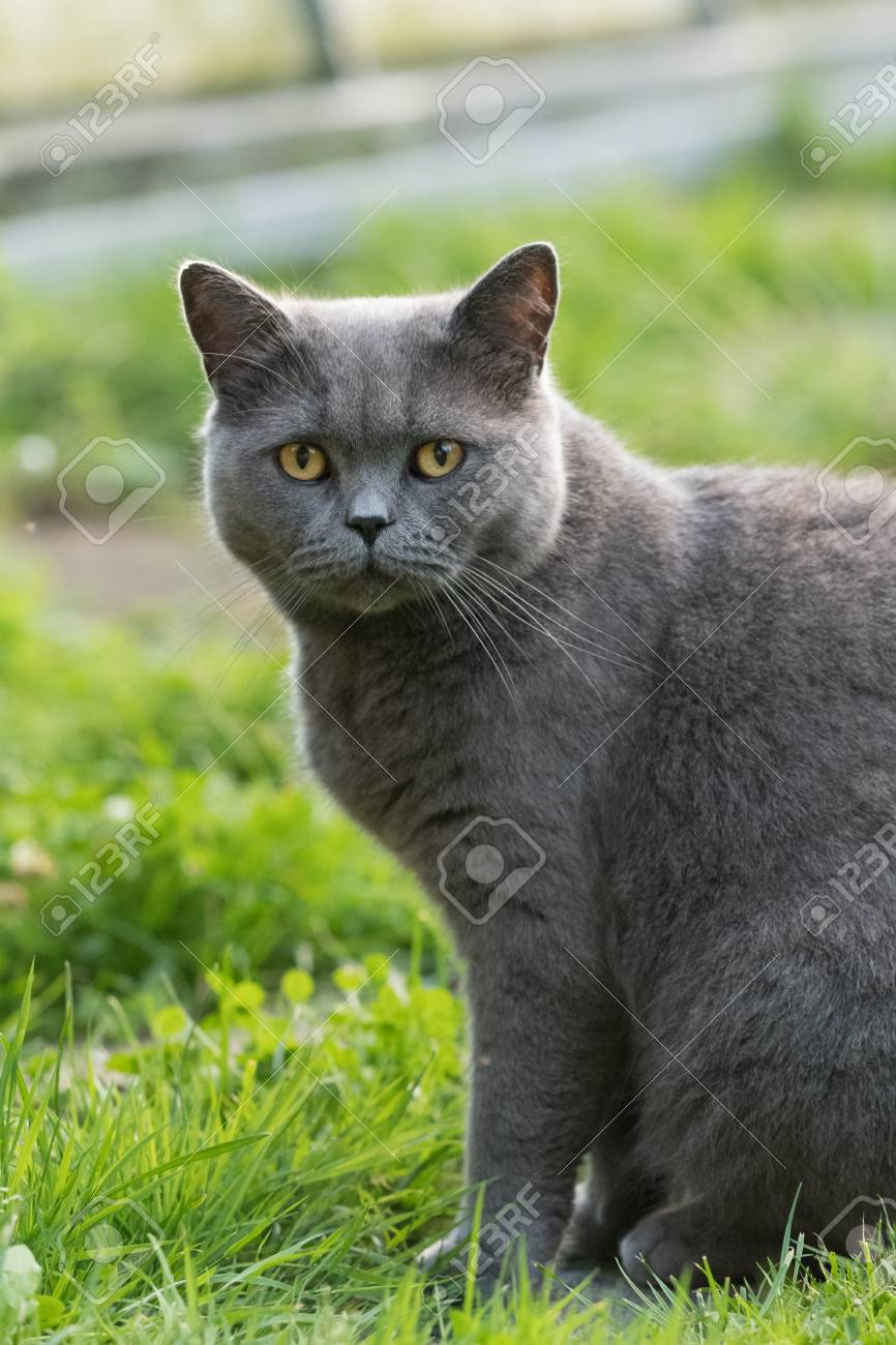 座っている人詳細灰色の猫 の写真素材 画像素材 Image 座っている人詳細灰色の猫 の写真素材 画像素材 Image