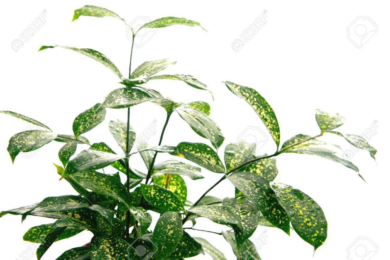 熱帯斑入りの分離 緑や黄色の葉と日本の竹観葉植物 の写真素材 画像素材 Image