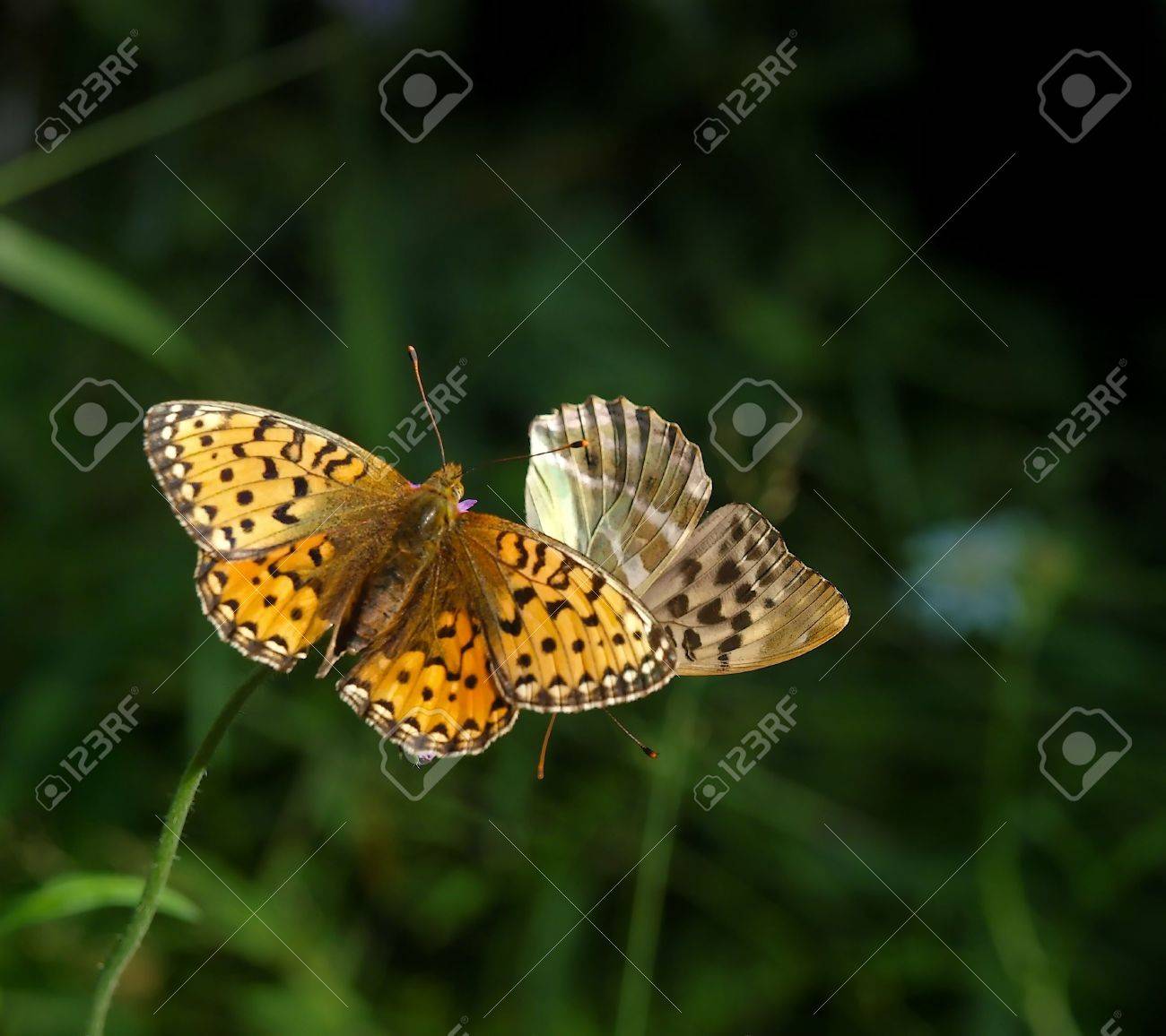 etiam-dictum-ipsum-a-felis