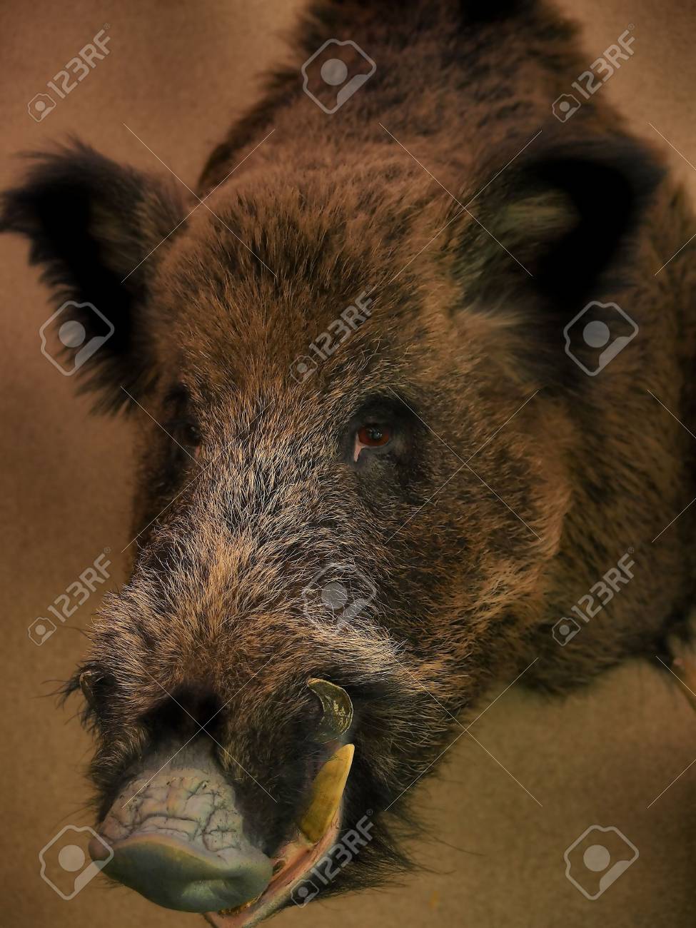 etiam-dictum-ipsum-a-felis