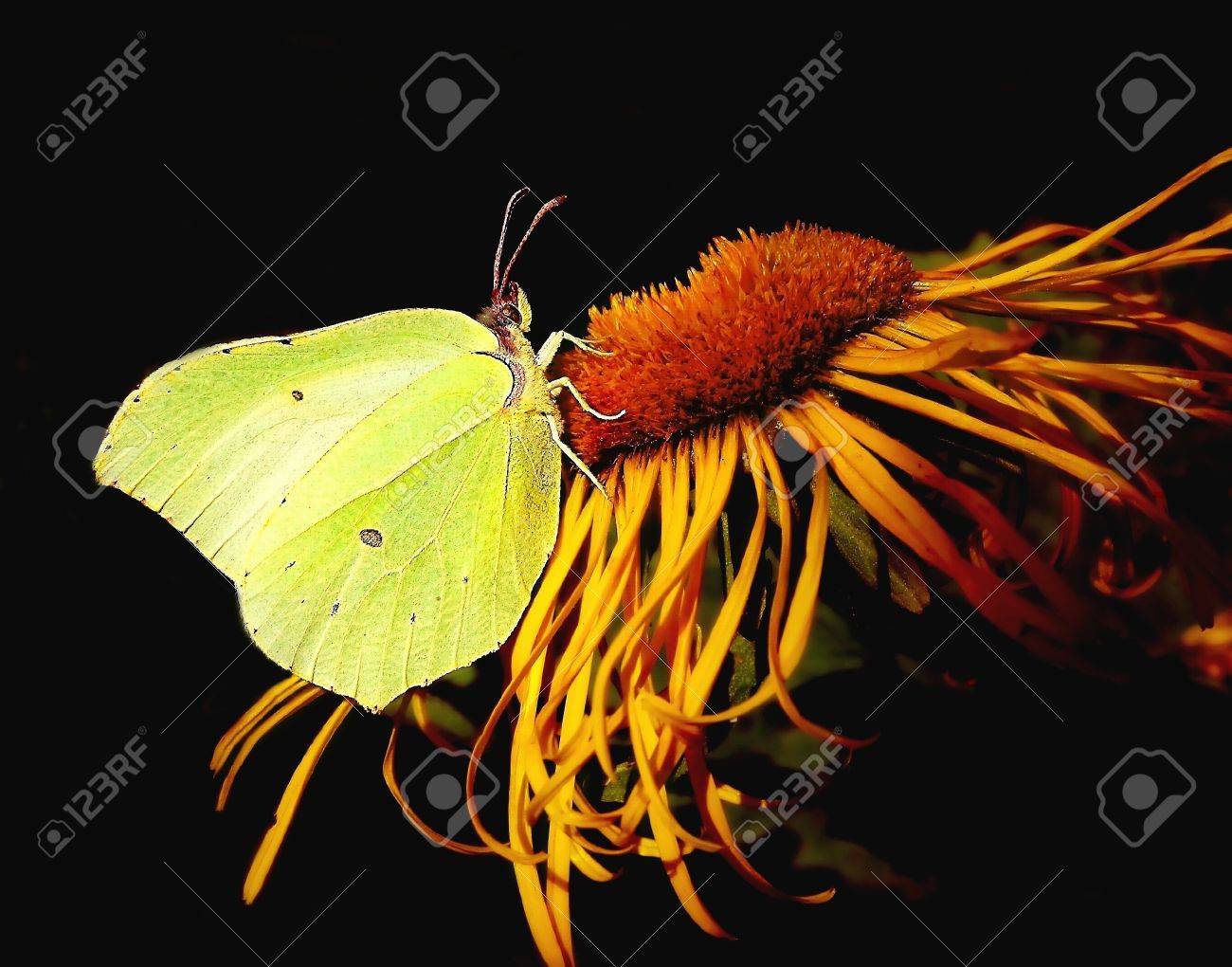 etiam-dictum-ipsum-a-felis