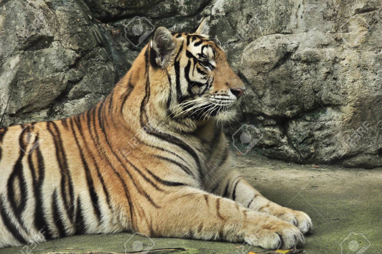 etiam-dictum-ipsum-a-felis