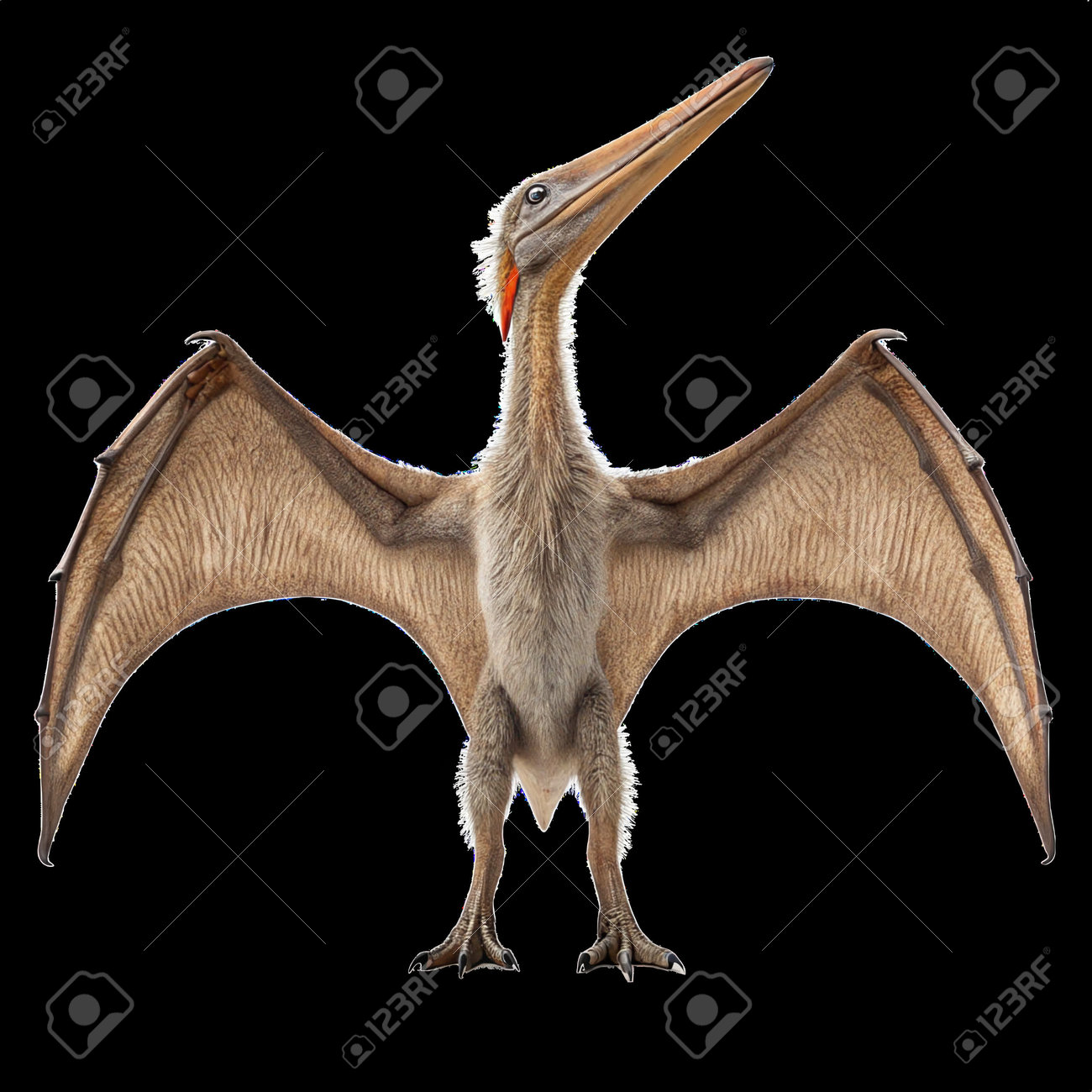 etiam-dictum-ipsum-a-felis