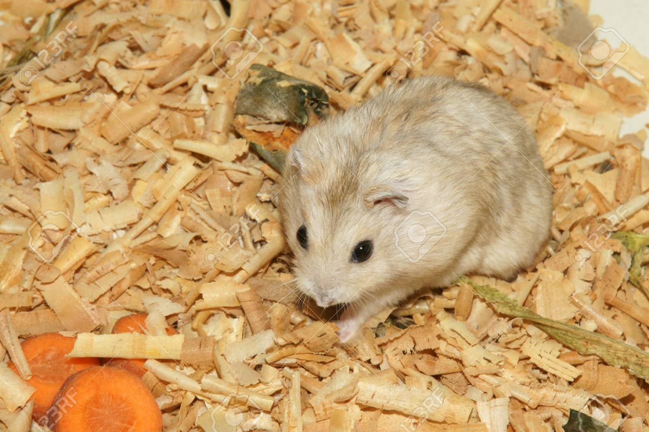 hamster sawdust