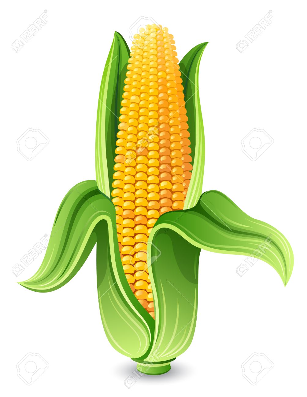 Vector Illustration Corn Ear Isolated On White Royalty Free Cliparts Vectors And Stock Illustration Image 7807103