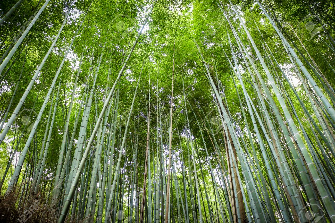 竹の森の背景と壁紙 の写真素材 画像素材 Image