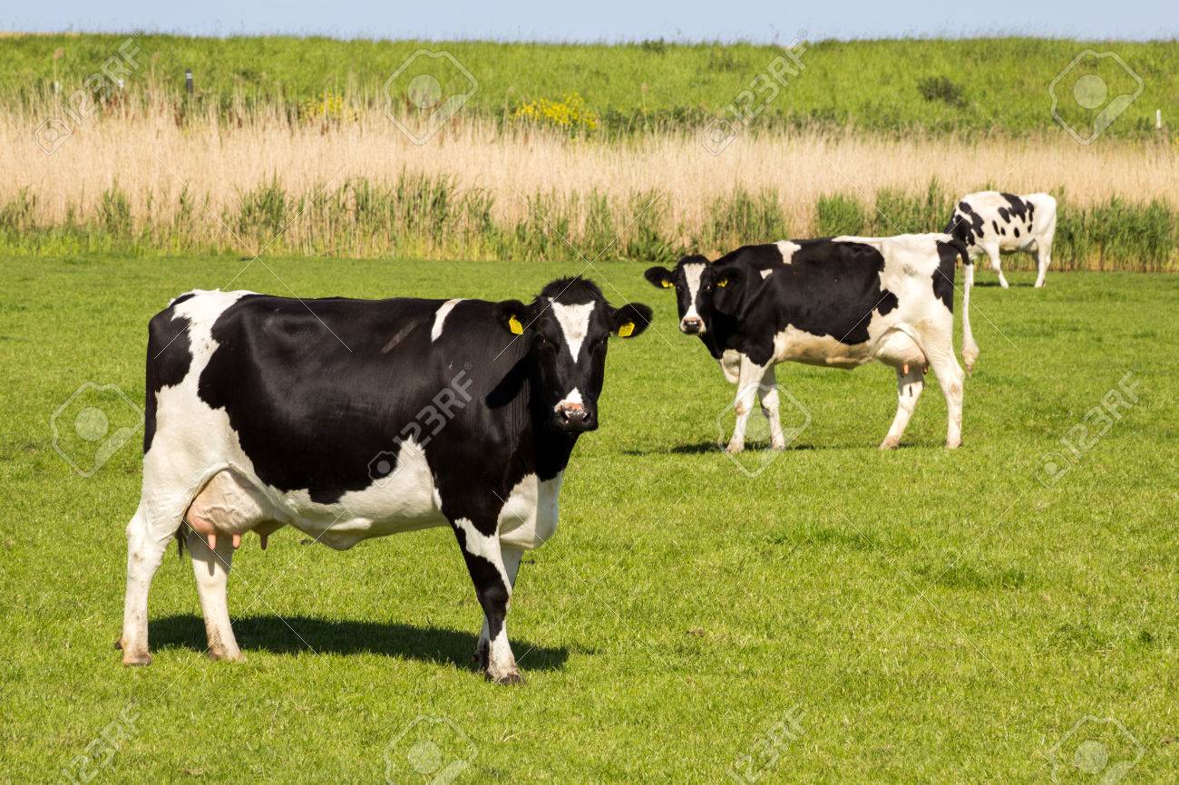 Black and white Holstein Friesian cow grazing in grassland. - 83690684 Black and white Holstein Friesian cow grazing in grassland. - 83690684