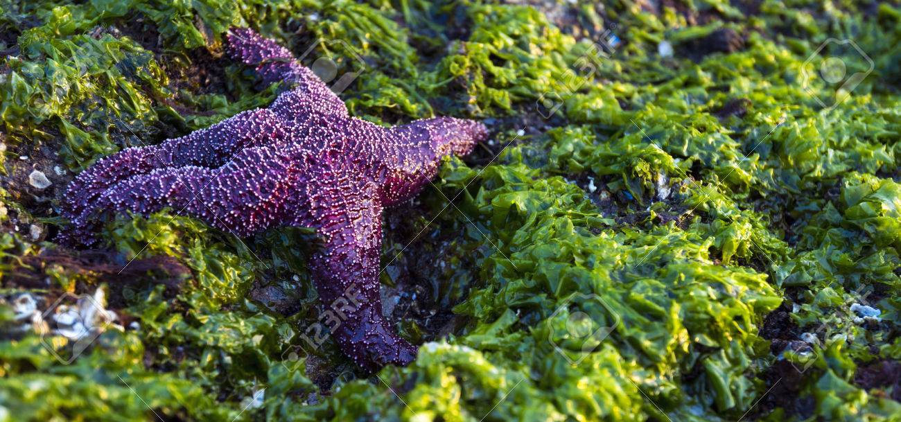星魚ボーエン島セイリッシュ海太平洋北西部 の写真素材 画像素材 Image 星魚ボーエン島セイリッシュ海太平洋北西部 の写真素材 画像素材 Image