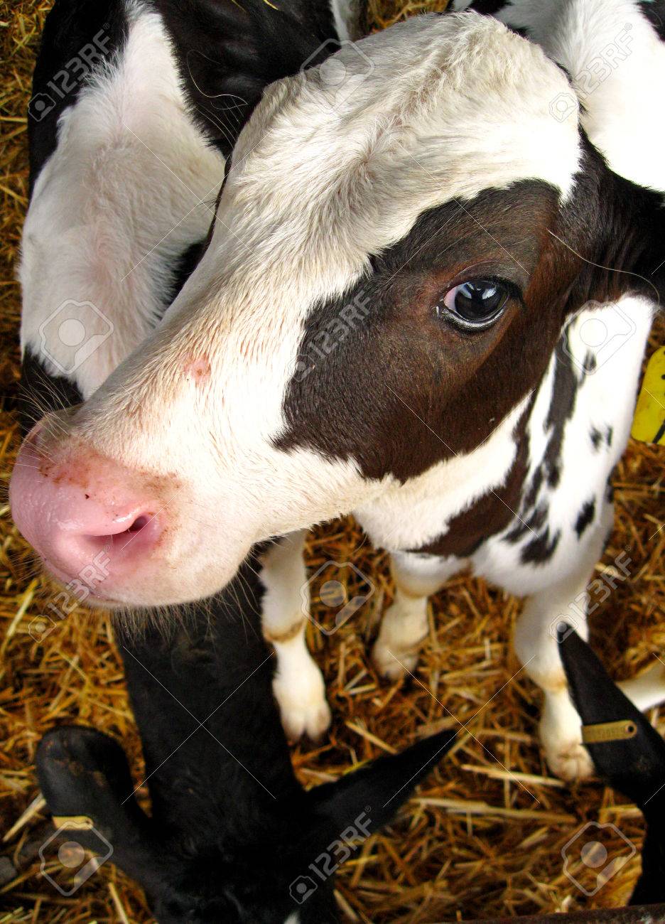 赤ちゃん牛顔 の写真素材 画像素材 Image