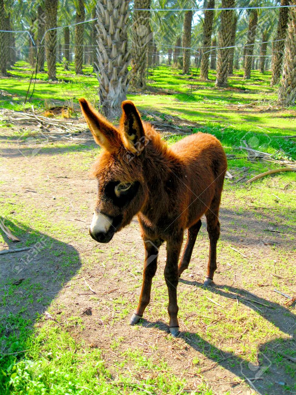 etiam-dictum-ipsum-a-felis