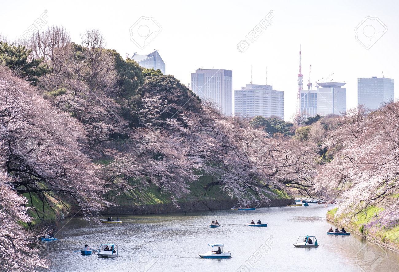 CHIYODA, TOKYO PREFECTURE, JAPAN - March 27, 2019: Visitors enjoying the scenario surrounded by Chidori-ga-fuchi Moat's cherry blossoms (sakura) on a rental boat ride. - 132985601 CHIYODA, TOKYO PREFECTURE, JAPAN - March 27, 2019: Visitors enjoying the scenario surrounded by Chidori-ga-fuchi Moat's cherry blossoms (sakura) on a rental boat ride. - 132985601
