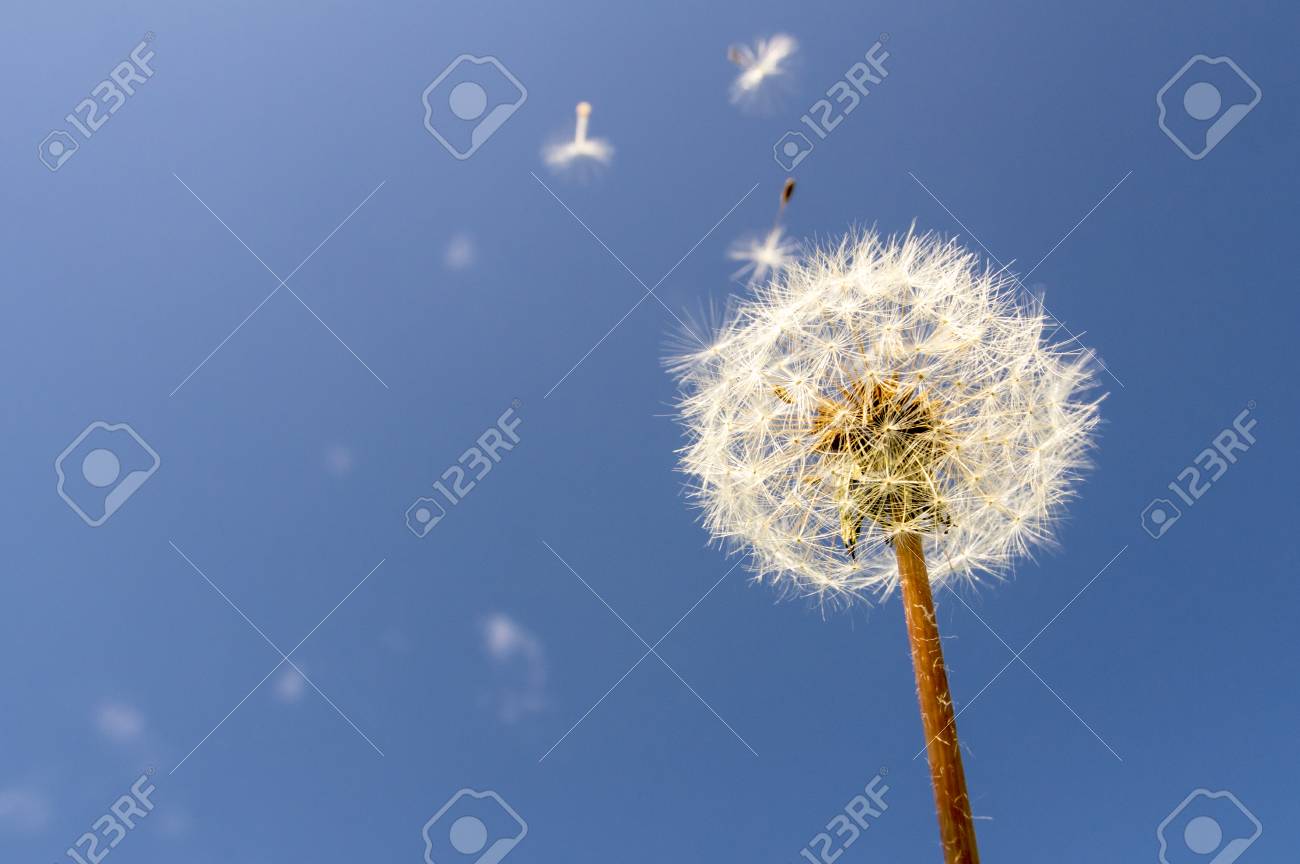 タンポポの綿毛が飛んでいます の写真素材 画像素材 Image