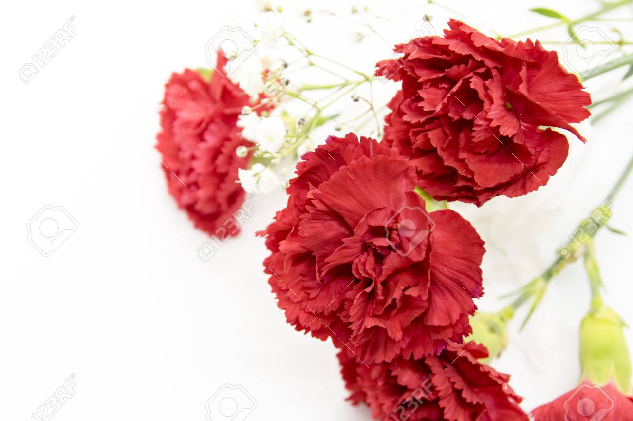 red carnation bouquet stock