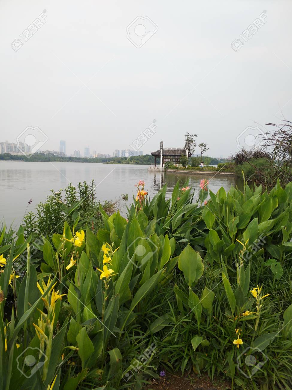 川沿いに咲く花 の写真素材 画像素材 Image