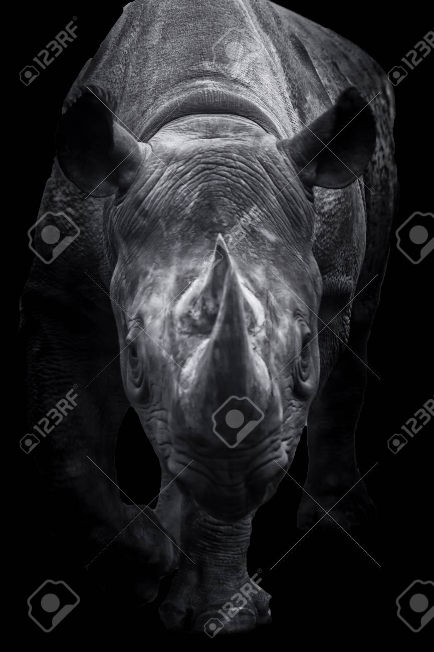 Um Rinoceronte Preto Andando Em Direcao Ao Espectador O Animal E Uma Visao Incrivel E E Muito Dificil Ficar Quieto Quando Ele Vem Para Voce Fotos Retratos Imagenes Y Fotografia De Archivo