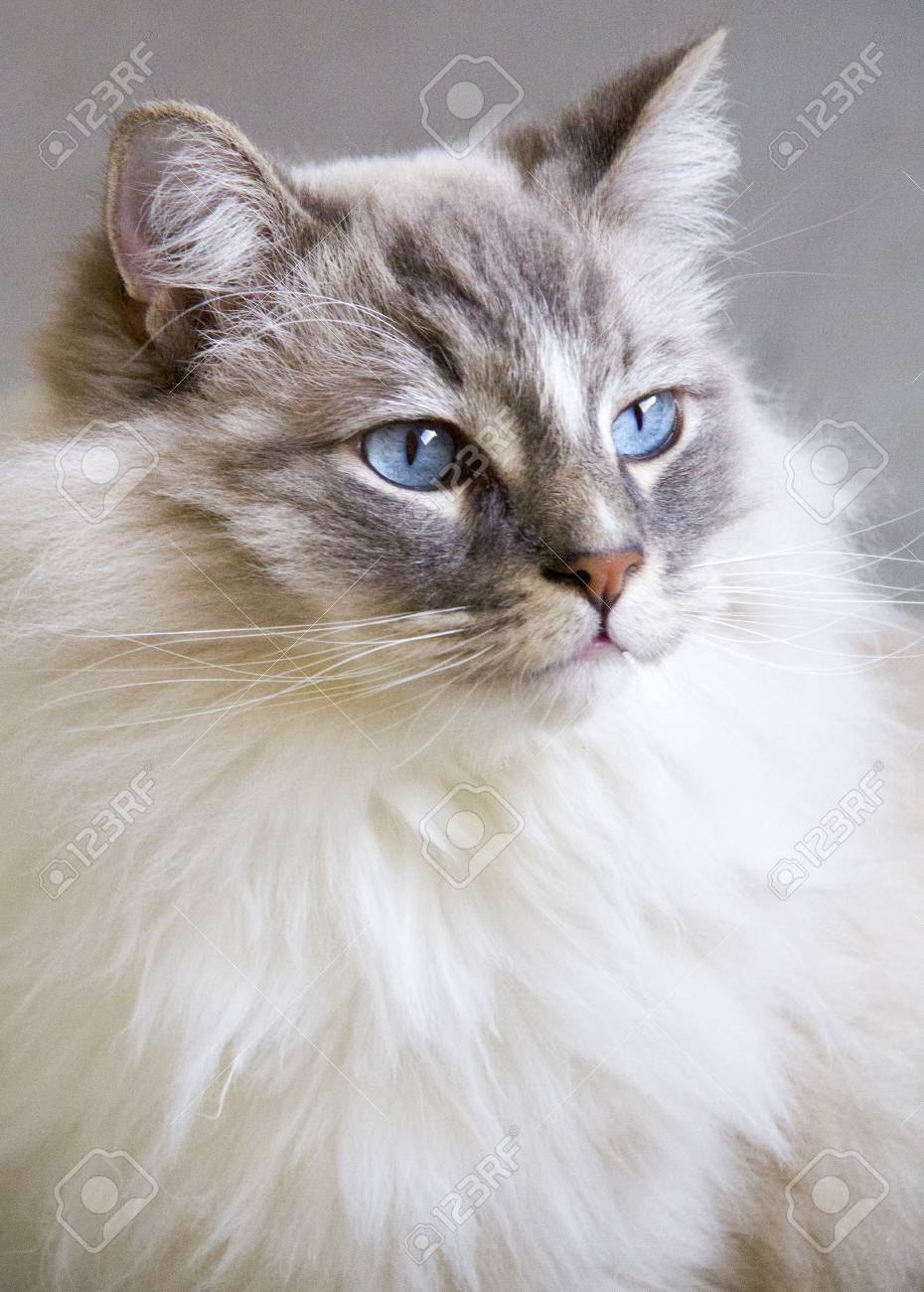 ragdoll cat blue eyes