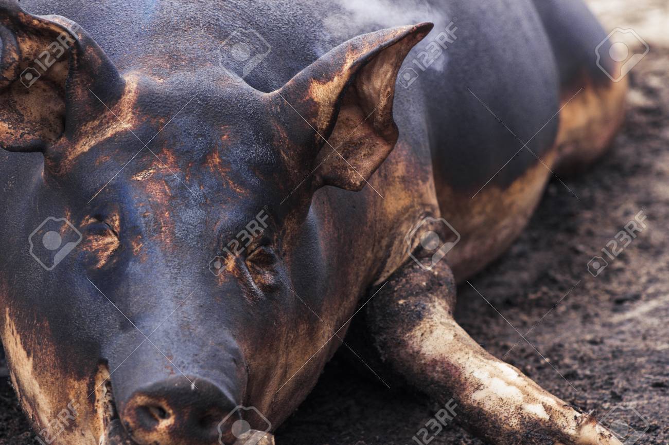 Pig Killing Slaughter Fiering The Skin Of The Pig To Remove The Hair Stock Photo Picture And Royalty Free Image Image 75091255