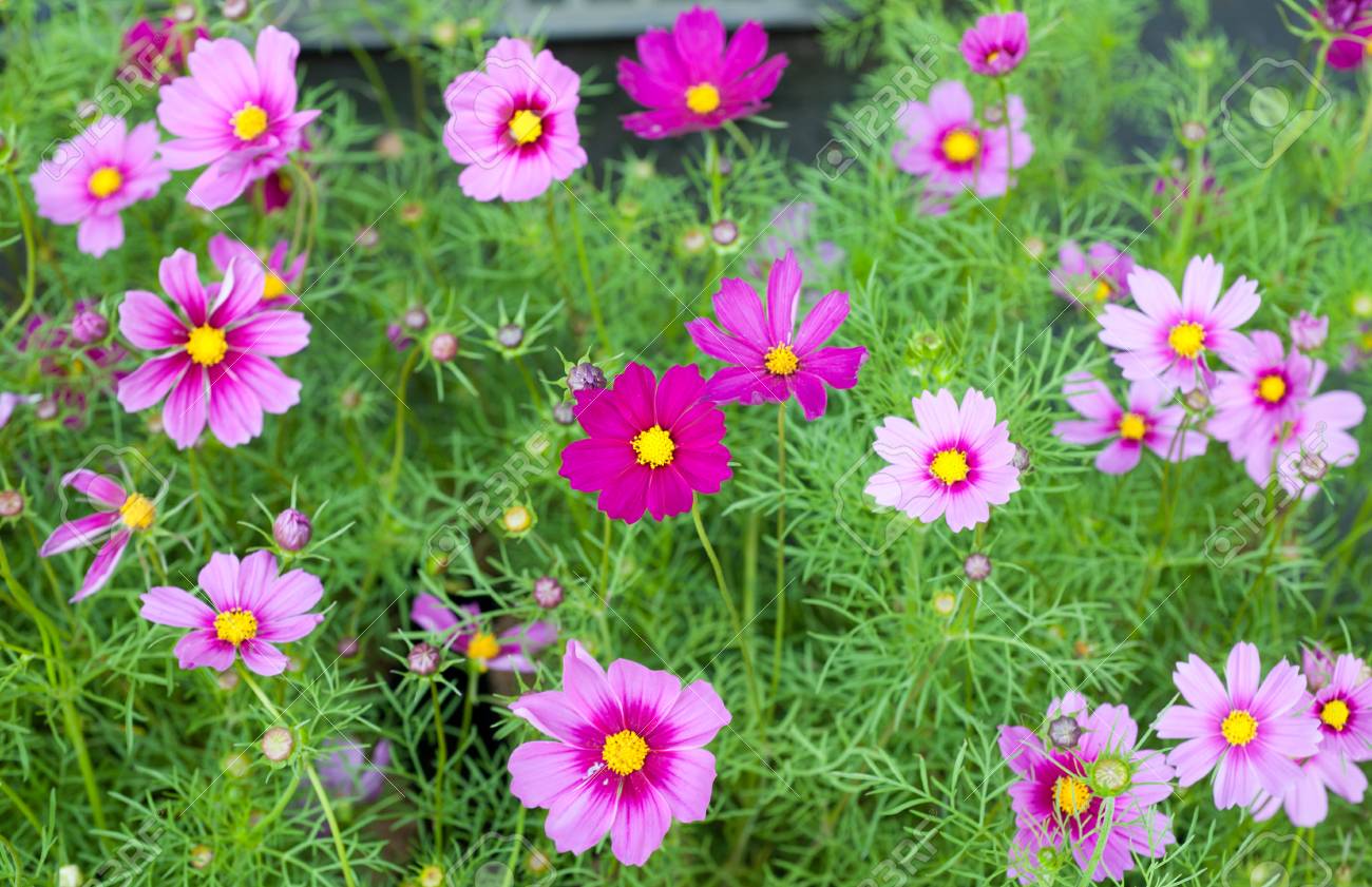 市場でカラフルな小さな花 の写真素材 画像素材 Image