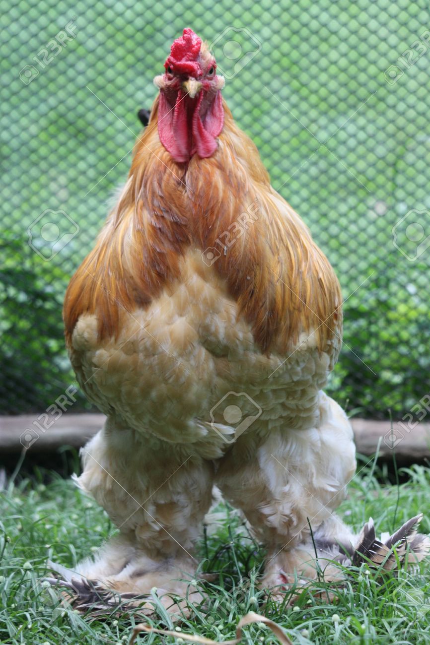 私のホーム 2 にバフ ブラマ鶏 の写真素材 画像素材 Image