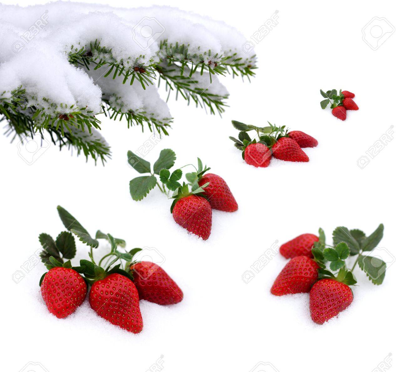 Fraises Fraiches Grandir Dans La Neige Le Jour De Valentine S Et Jardin D Hiver Banque D Images Et Photos Libres De Droits Image 15124734